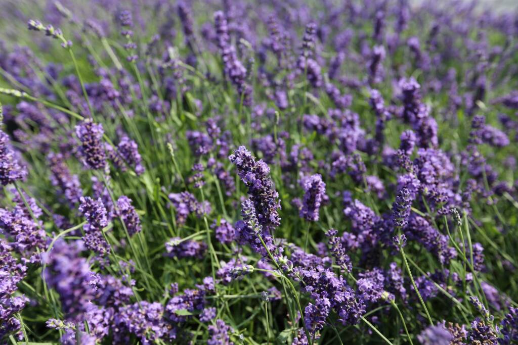 riviera24 - Lavanda officinalis 