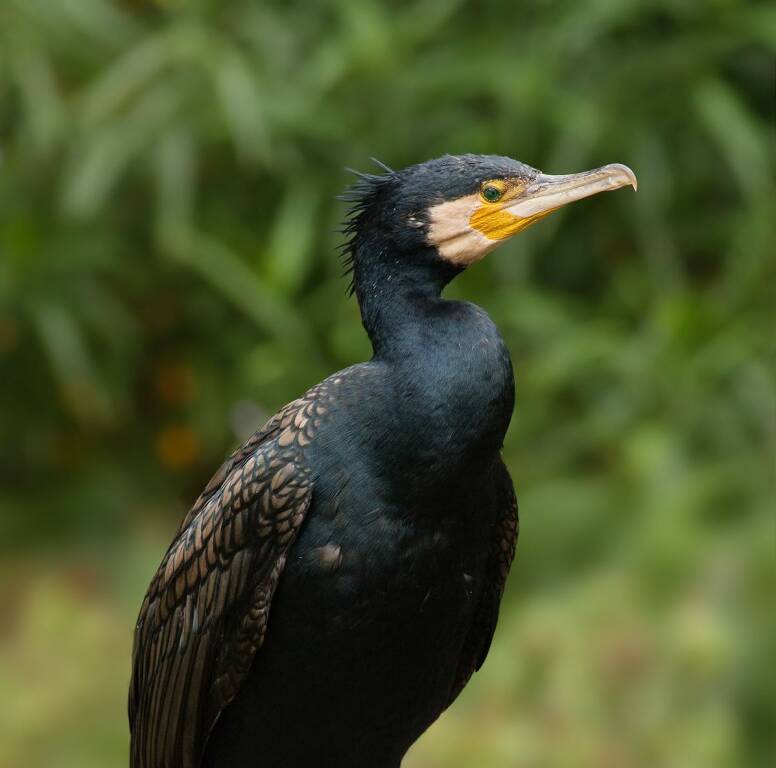 Cormorano