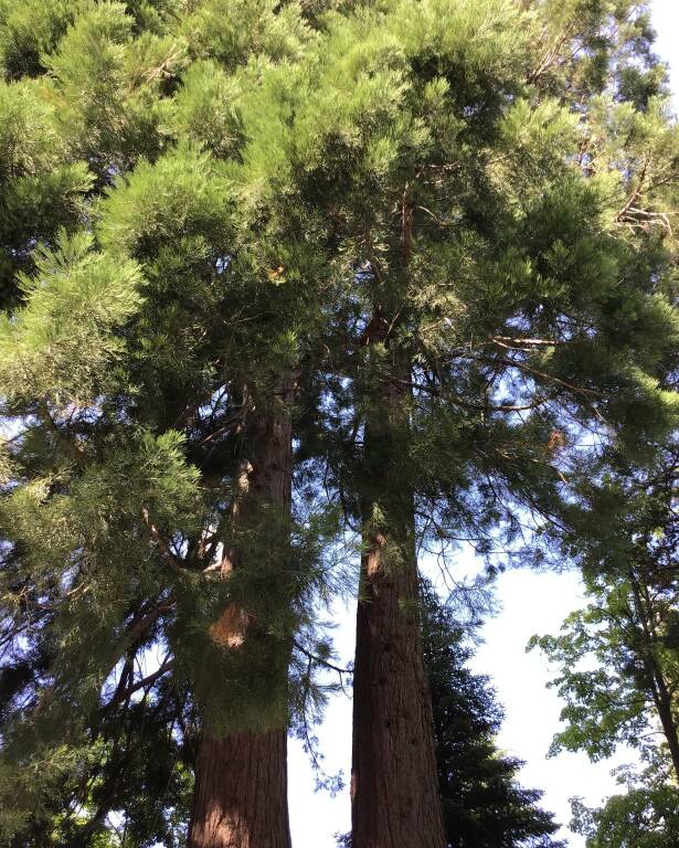 “Porte aperte” e nuove attività tecnico–pratiche alla scuola forestale di Ormea