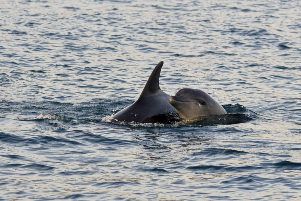 riviera24 - delfini cetacei tursiopi