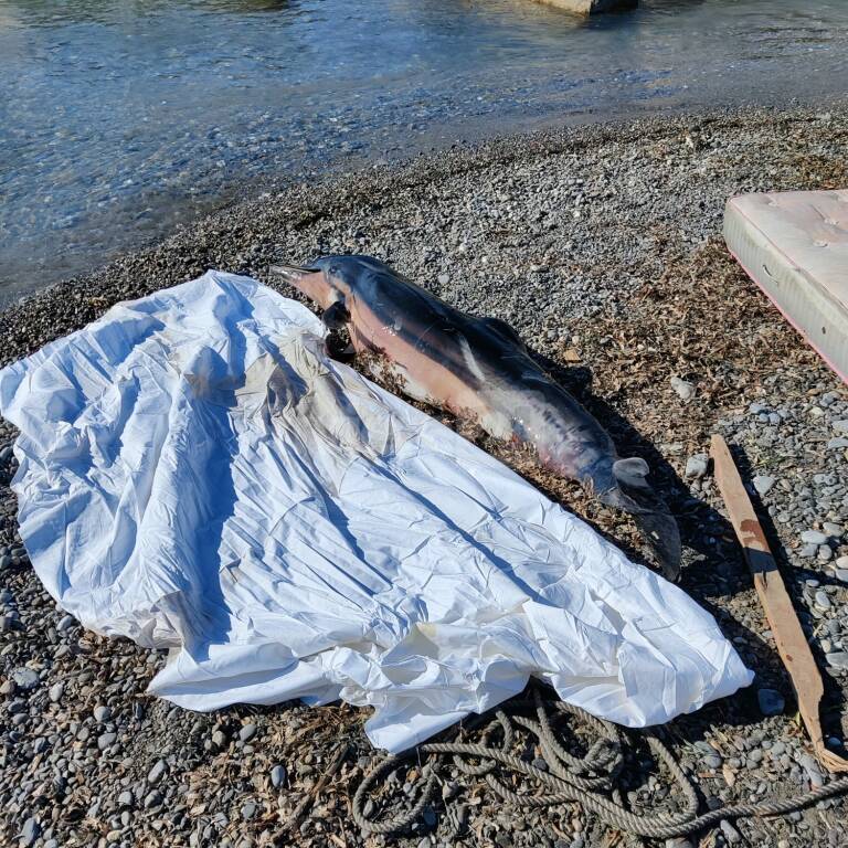 Delfino senza vita tra gli scogli a Ventimiglia