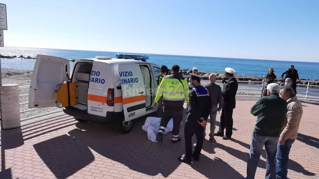 Delfino senza vita tra gli scogli a Ventimiglia