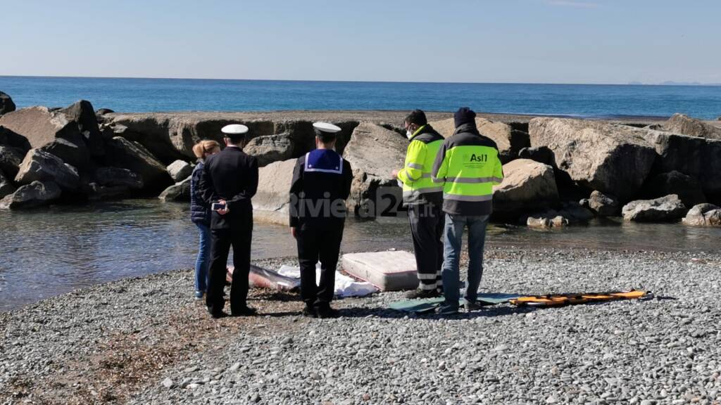 Delfino senza vita tra gli scogli a Ventimiglia