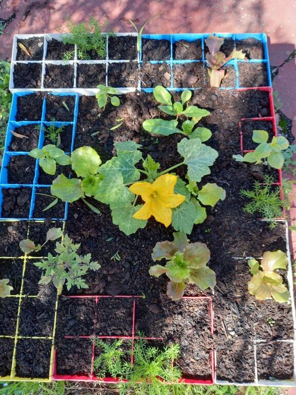 Bandiera verde alla scuola di Camporosso Capo