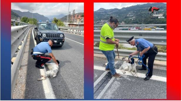 Ventimiglia, cane si aggira sul cavalcavia: salvato dai carabinieri