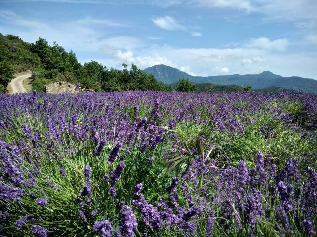 lavanda riviera dei fiori