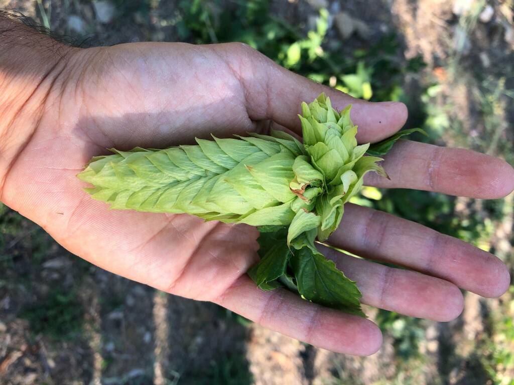 Il luppolo si coltiva anche a Cervo