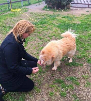 Diano Marina, partono le operazioni di recupero di Leon: il cane fuggitivo