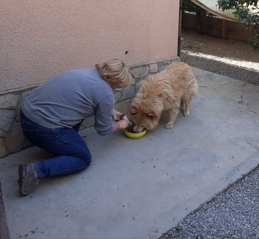 Diano Marina, lieto fine per Leon: il cane fuggitivo