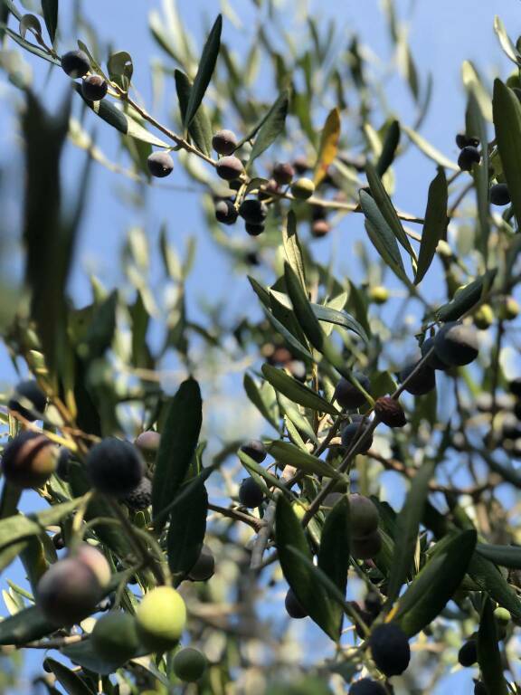 Imperia, tutto pronto per la grande festa di Olioliva