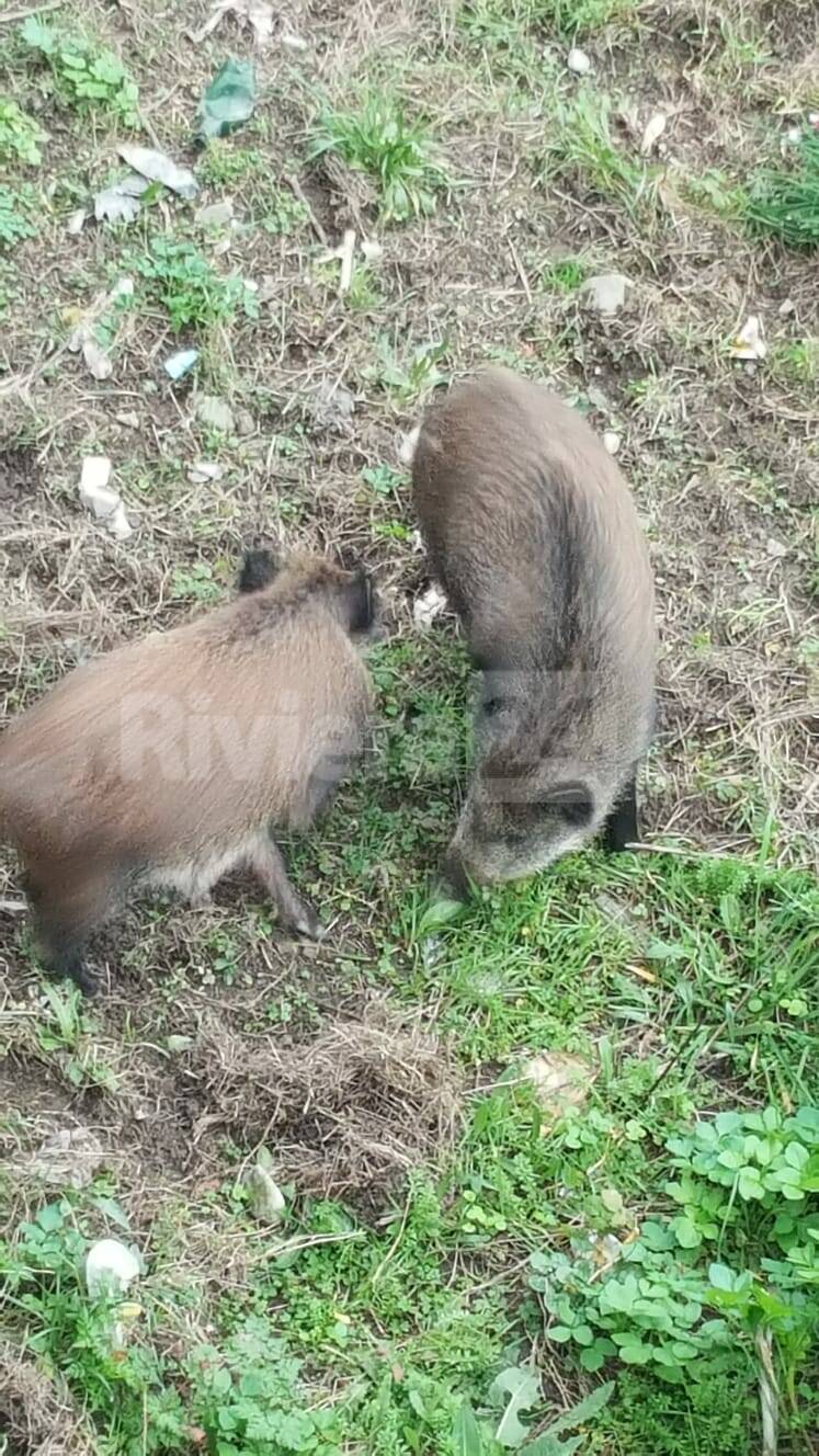 Peste suina, Confagricoltura Liguria: «Bene gli aiuti al comparto»