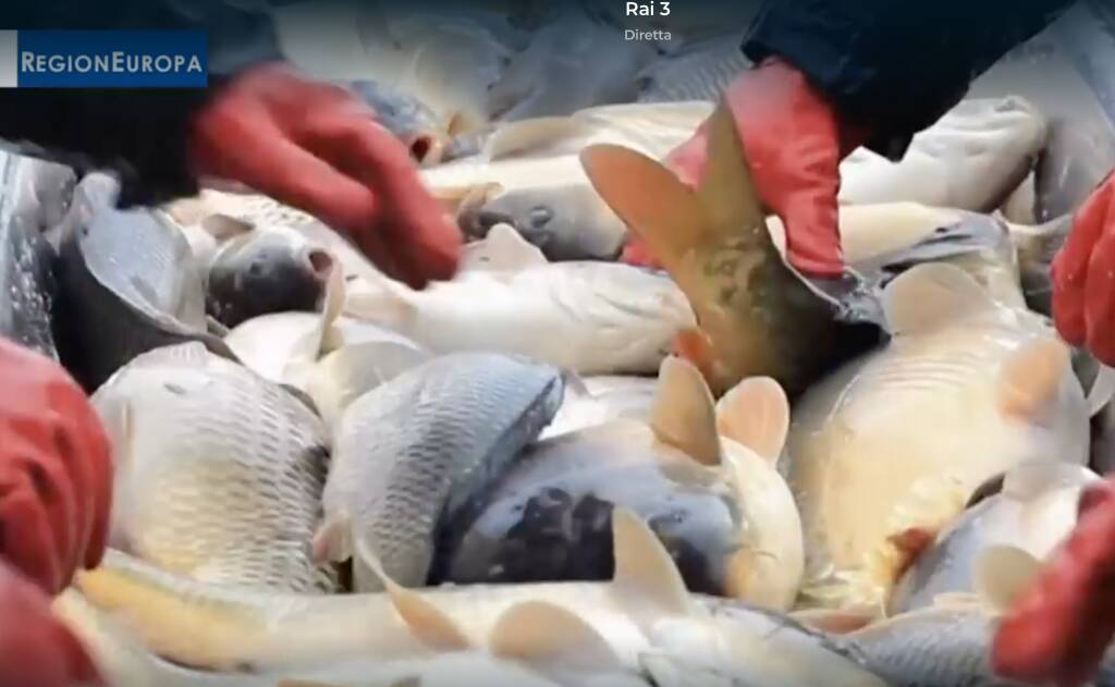 Da Sanremo ad Abidjan per promuovere la pesca sostenibile, il manager Tommasini ai microfoni di Rai3