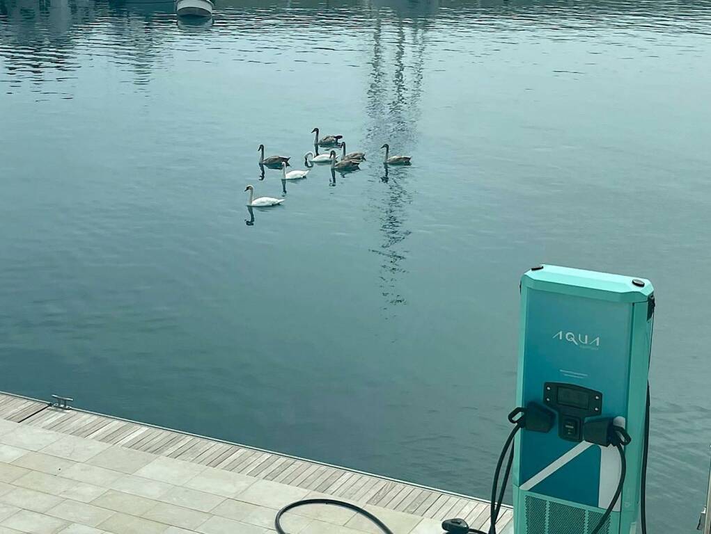 Ventimiglia, famiglia di cigni reali incanta il porto di Cala del Forte