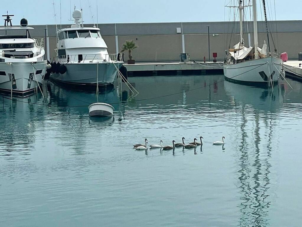 Ventimiglia, famiglia di cigni reali incanta il porto di Cala del Forte