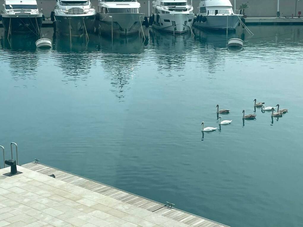 Ventimiglia, famiglia di cigni reali incanta il porto di Cala del Forte