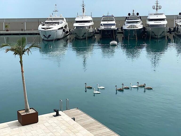 Ventimiglia, famiglia di cigni reali incanta il porto di Cala del Forte