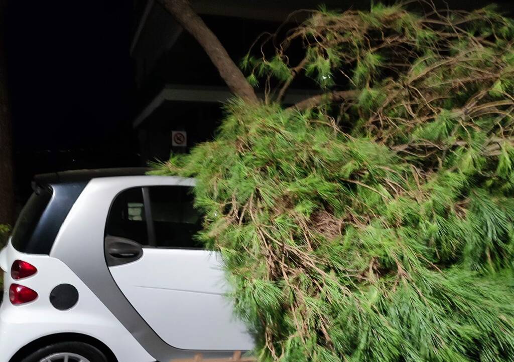 Ramo crolla su un’auto a Vallecrosia, il sindaco Biasi: «Pini creano danni anche negli altri comuni»