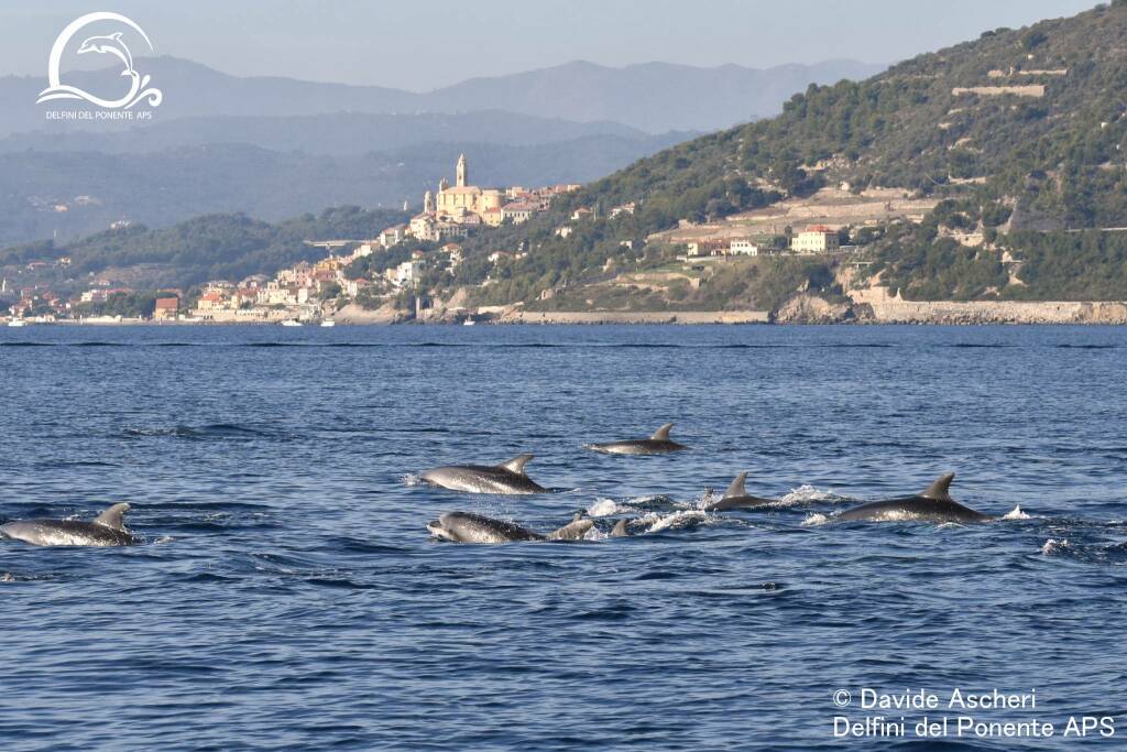 delfini del ponente