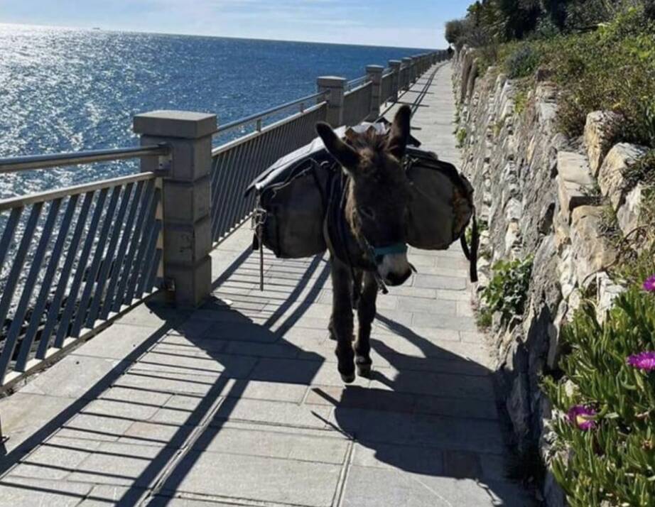 Imperia, un asino a spasso sulla passeggiata degli innamorati