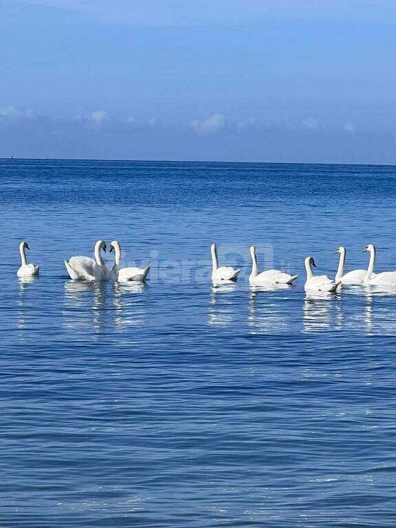 Non solo cinghiali. Una “famiglia” di 8 cigni quotidianamente in transito tra Santo Stefano e Taggia