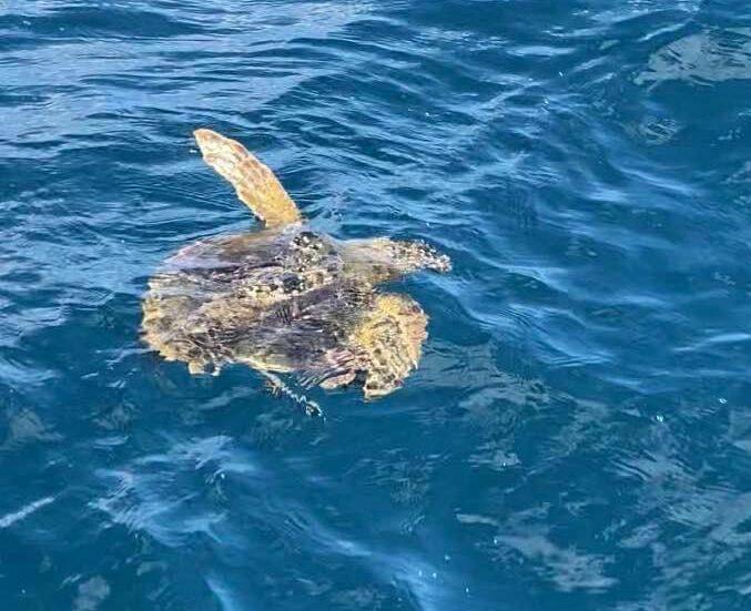 tartaruga caretta caretta 