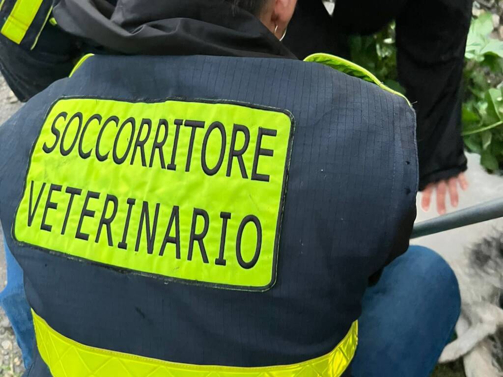 Cagnolino abbandonato salvato nel letto del torrente Impero: l’operazione del soccorso veterinario