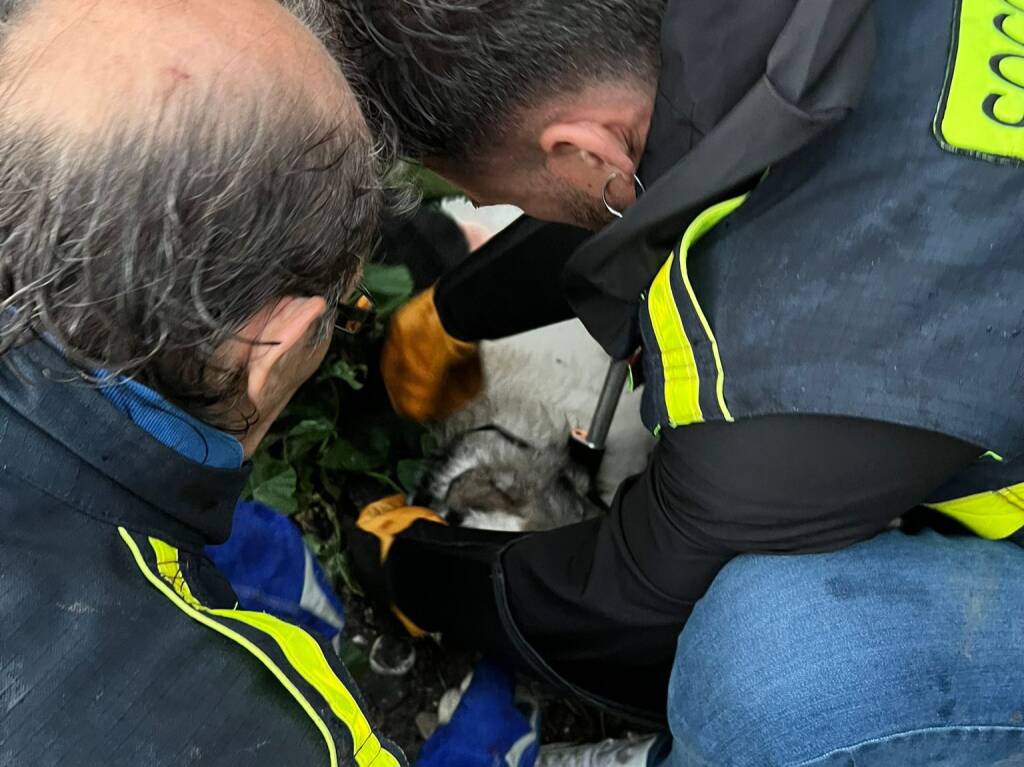 Cagnolino abbandonato salvato nel letto del torrente Impero: l’operazione del soccorso veterinario