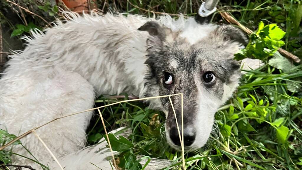 Cagnolino abbandonato salvato nel letto del torrente Impero: l’operazione del soccorso veterinario