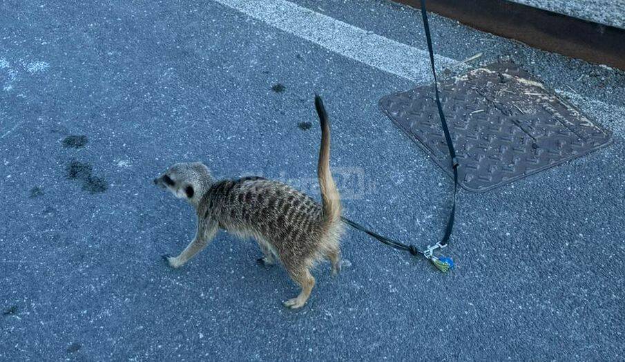 Ecco Timon, il suricato che va a spasso per Bordighera