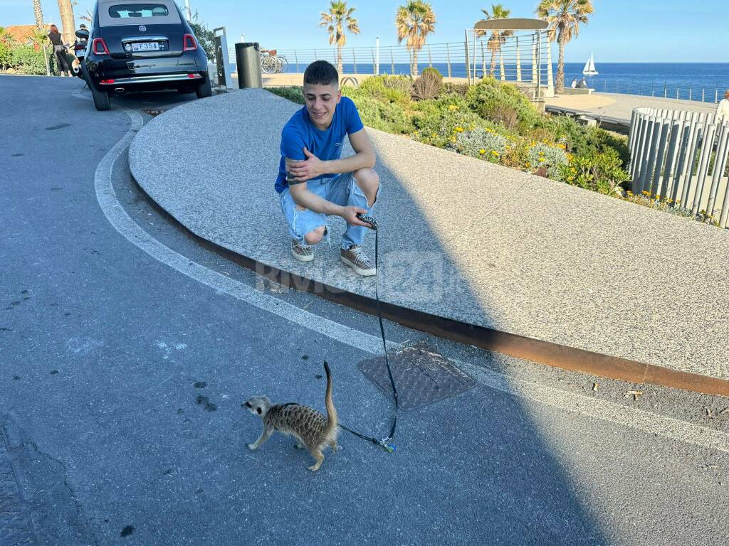 Ecco Timon, il suricato che va a spasso per Bordighera