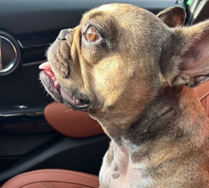 A.A.A. padrone di cane cercasi, trovato per strada un bulldog francese