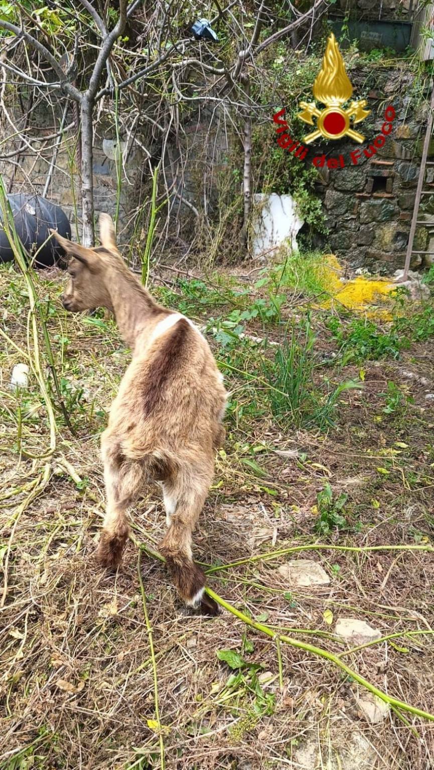 I vigili del fuoco salvano un capretto