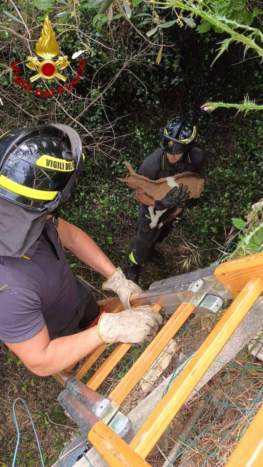 I vigili del fuoco salvano un capretto