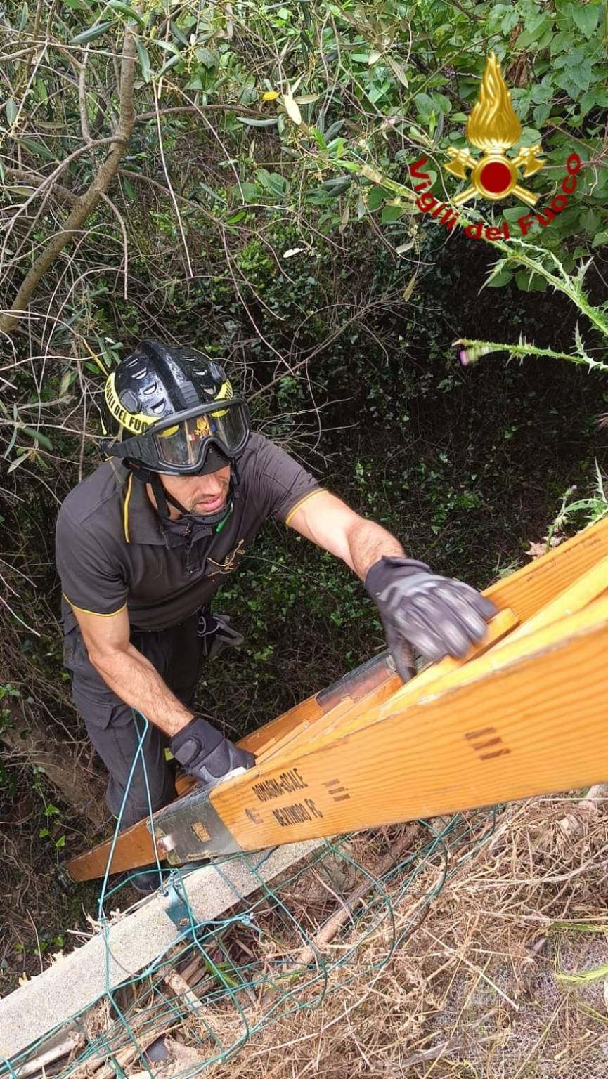 I vigili del fuoco salvano un capretto