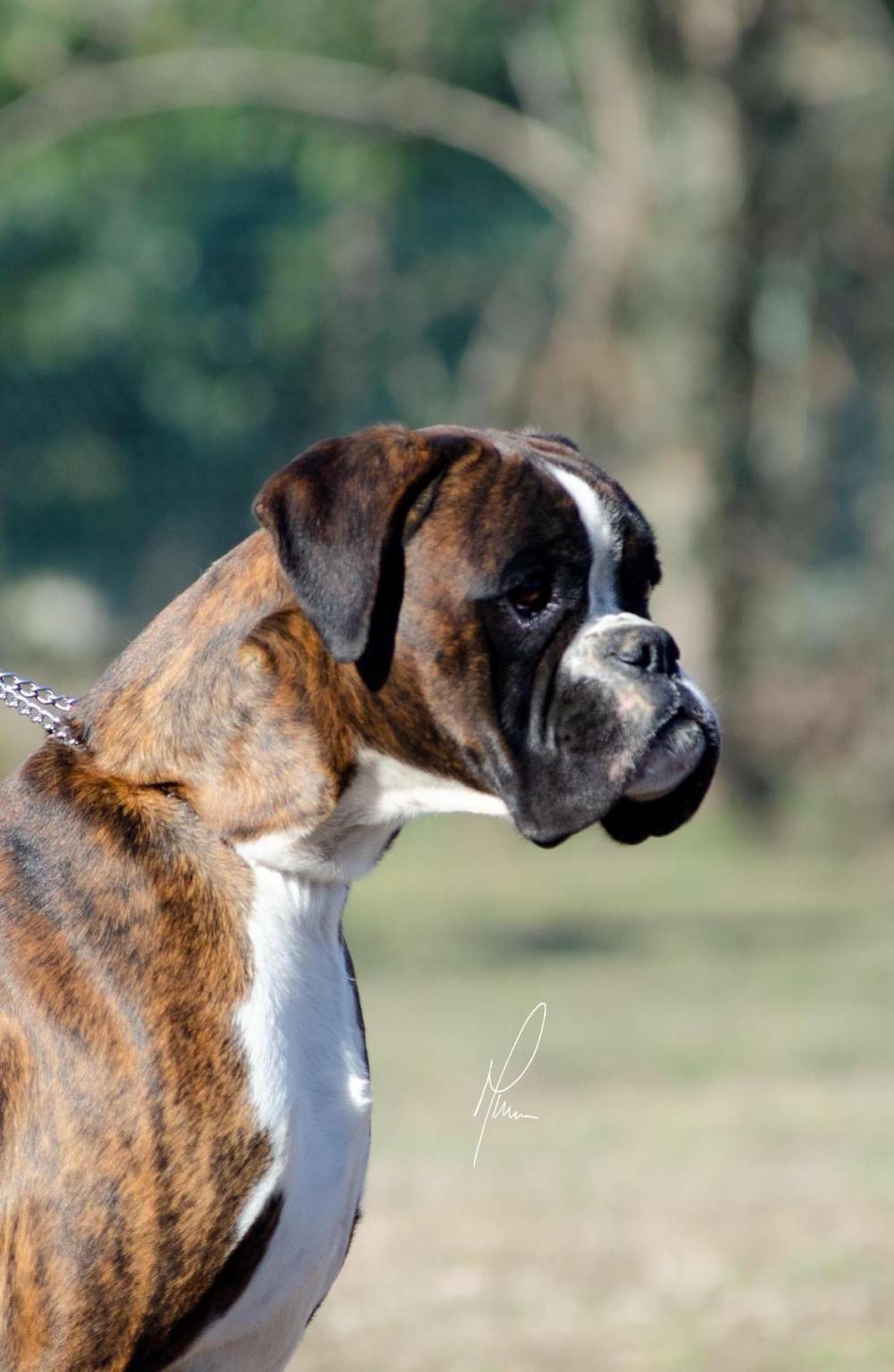 riviera24 - cane boxer slobi's ayax