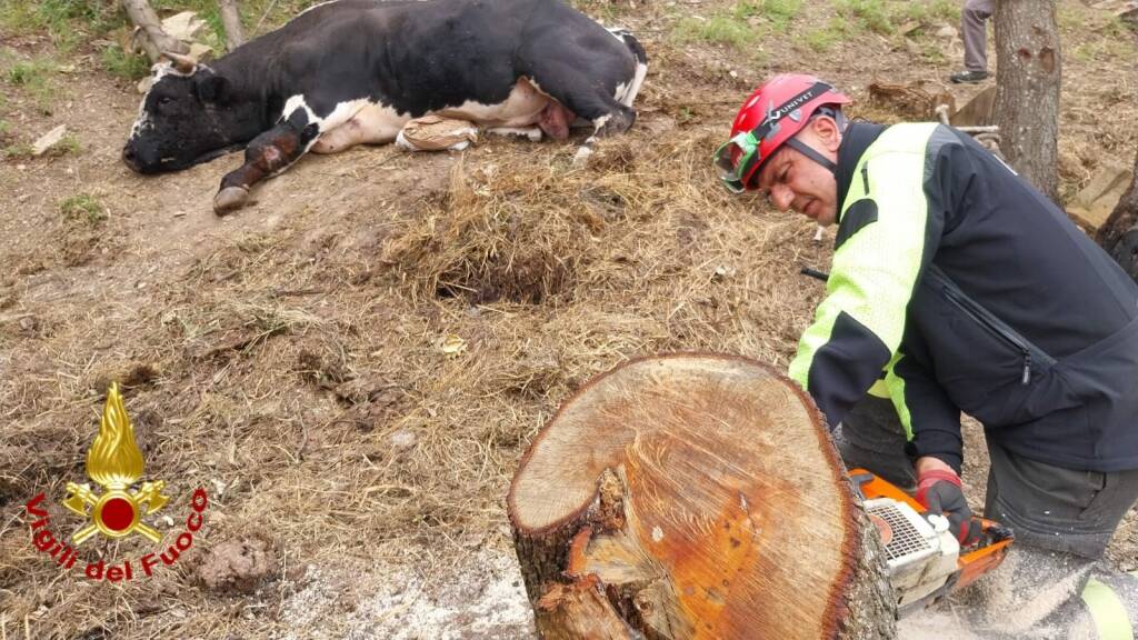 toro recuperato vigili del fuoco sanremo 