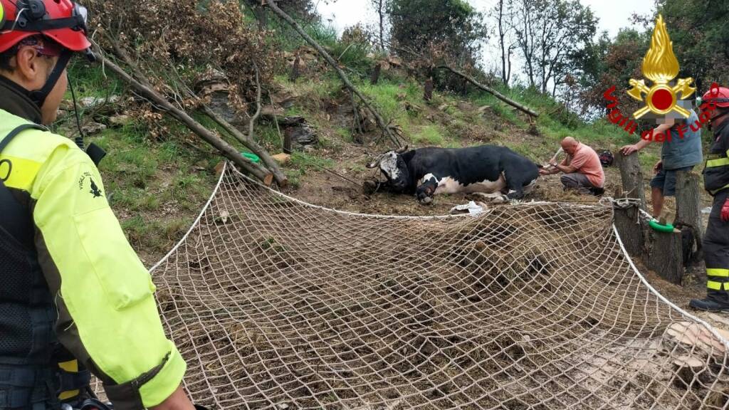 Sanremo, recuperato il toro ferito a Verezzo: trasportato nella stalla dall’elicottero dei vigili del fuoco