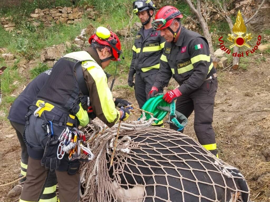 toro recuperato vigili del fuoco sanremo 