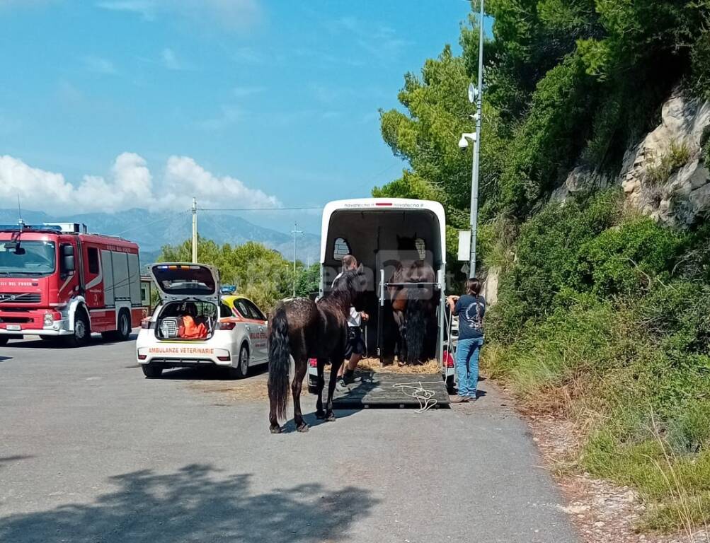 Bordighera, cavalla scivola in un dirupo: recuperata dai vigili del fuoco