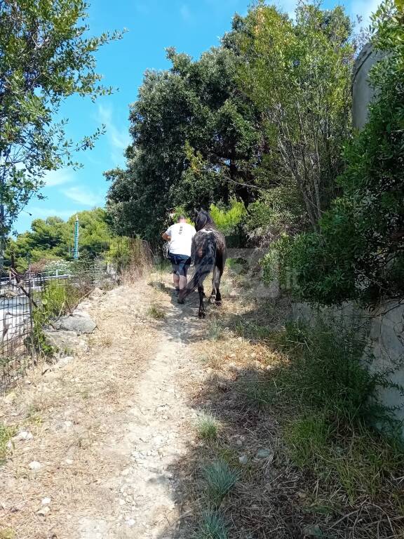 cavallo recuperato montenero vigili fuoco