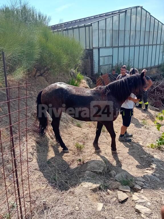 Bordighera, cavalla scivola in un dirupo: recuperata dai vigili del fuoco