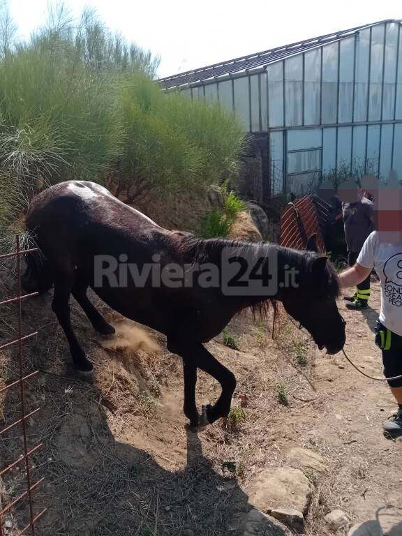 Bordighera, cavalla scivola in un dirupo: recuperata dai vigili del fuoco