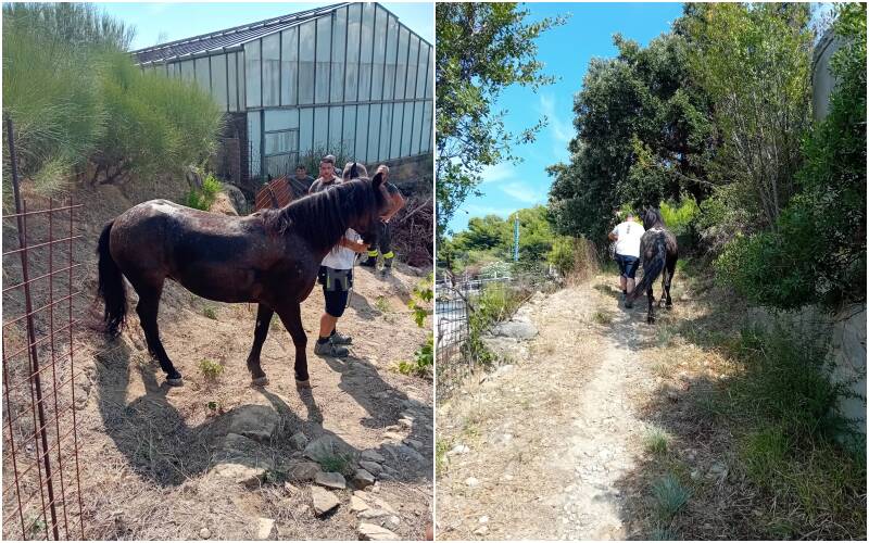 Bordighera, cavalla scivola in un dirupo: recuperata dai vigili del fuoco