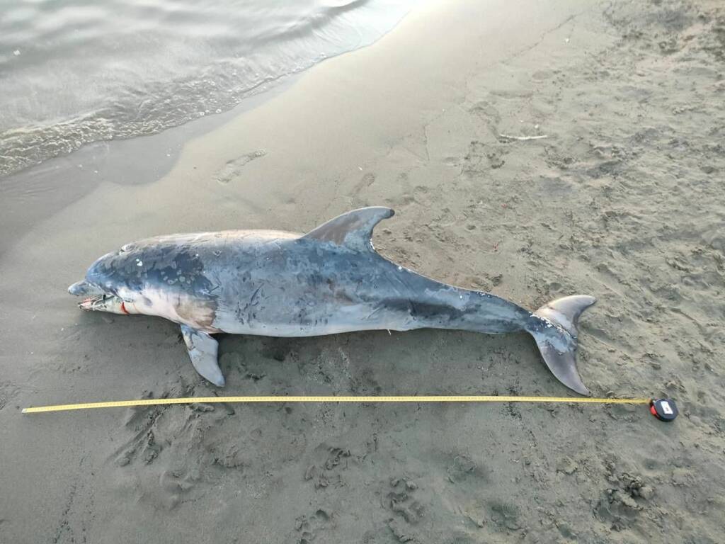 delfino morto santo stefano al mare