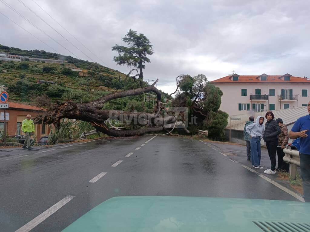 Grosso albero si abbatte sull'Aurelia, tragedia sfiorata