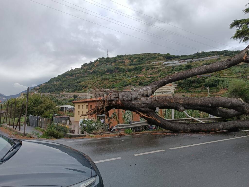 Grosso albero si abbatte sull'Aurelia, tragedia sfiorata