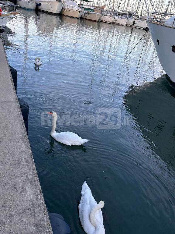 A Marina degli Aregai, i turisti che non ti aspetti: arrivano i cigni