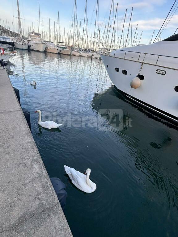 A Marina degli Aregai, i turisti che non ti aspetti: arrivano i cigni