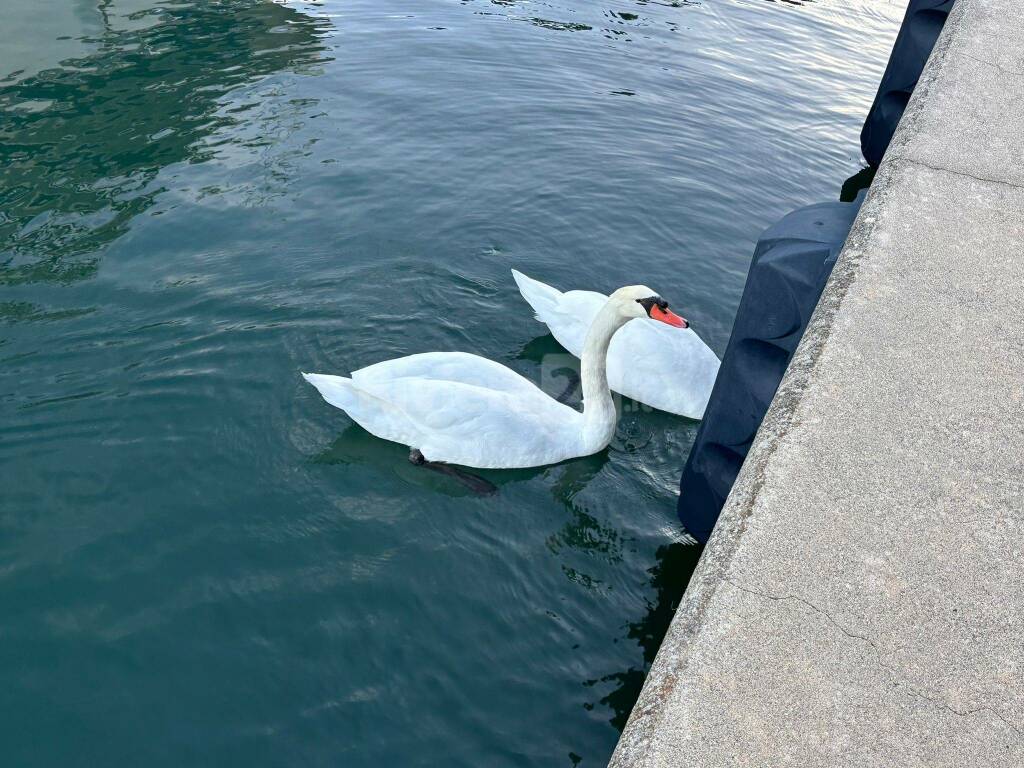 A Marina degli Aregai, i turisti che non ti aspetti: arrivano i cigni