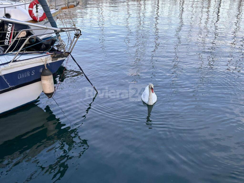 A Marina degli Aregai, i turisti che non ti aspetti: arrivano i cigni